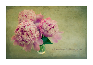 pivoine_on