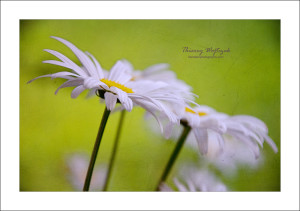 marguerites_on