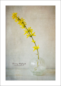 Forsythia